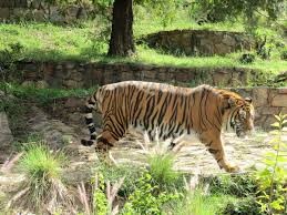 National Zoological Gardens